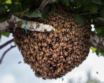 Как да хвана рояк пчели, в кошер, когато е празна