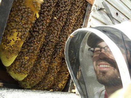 Как да хвана рояк пчели, в кошер, когато е празна