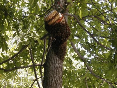 Как да хвана рояк пчели, в капан - тайните на един успешен лов