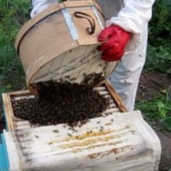 Как да хвана рояк пчели, в капан - тайните на един успешен лов