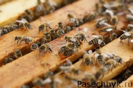 Как да хвана рояк пчели, в кошер с ефективни методи