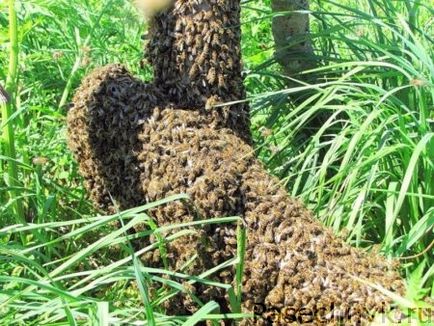 Как да хвана рояк пчели, в кошер с ефективни методи