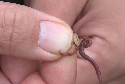 Как да се шиш червей на куката - видове прикачени файлове, инструкции, съвети рибари и Илюстрации