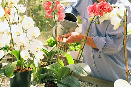 Как да поливам орхидеите в дома, честотата на поливане по време на цъфтежа, видео