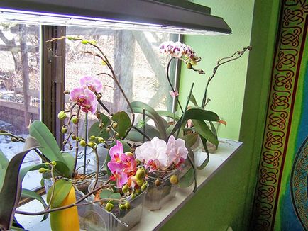 Как да поливам орхидеите в дома, честотата на поливане по време на цъфтежа, видео