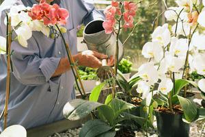 Как да поливам орхидеите в дома, особено напояване и методи, които трябва да бъдат