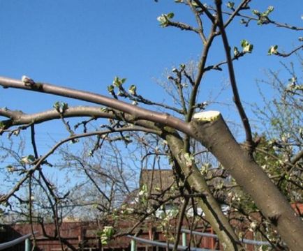 Как да възпитаваме самостоятелно ябълка, дати и методи за ваксиниране