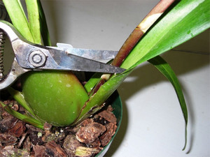 Как да седне орхидея Phalaenopsis и орхидея вкъщи