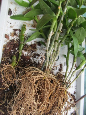Как да седне орхидея Phalaenopsis и орхидея вкъщи