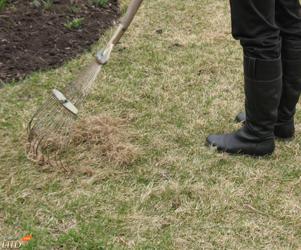 Как да си направим морава засаждане технология, поливане и грижи за тревата на вилата през зимата и лятото