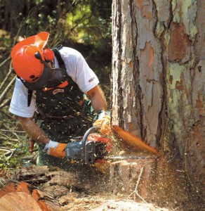 Как да се намали дърво Chainsaw - всички видео стъпки
