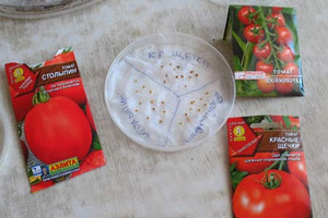 Как да расте разсад от домати у дома