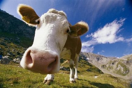 Както се използва кравешки тор като тор