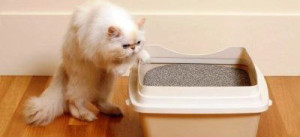 Как да научим котка, котка ходене в тавата