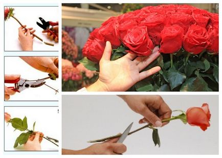 Как да удължим живота на рязане роза Photo Video