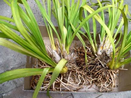 Как можем да седнем орхидея орхидея растение, когато да се засадят навън, както и