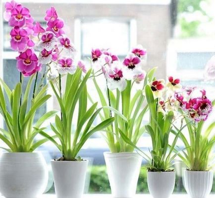 Как можем да седнем орхидея орхидея растение, когато да се засадят навън, както и