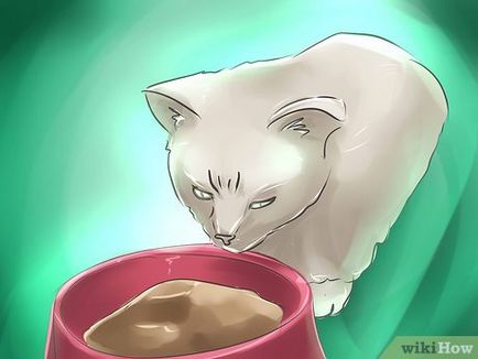 Как да се повиши котенца