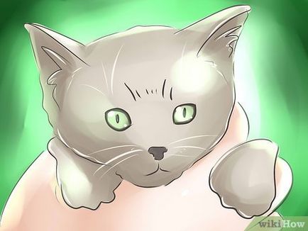 Как да се повиши котенца
