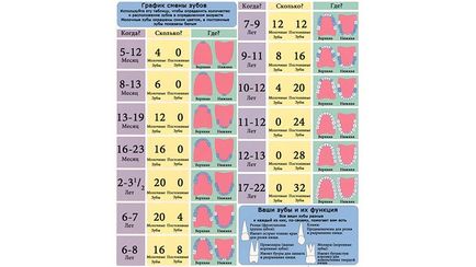 Как да растат зъби при деца схема, снимки, заповед на растеж
