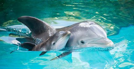Как да говорим с делфини