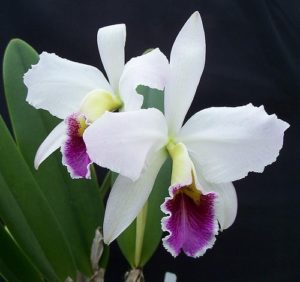 Как да се разпространят орхидеи в къщи 5 начина на видео