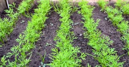Как да се засадят копър прости правила зеленина нарастващите