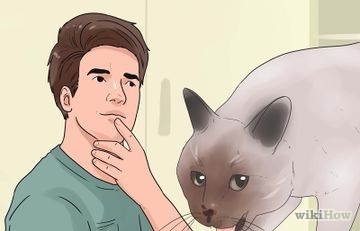 Как да се уверите, че вашата котка не е уринирал върху килима (си) Как да се уверите, че вашата котка не е уринирал върху килима