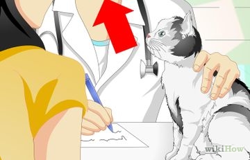 Как да се уверите, че вашата котка не е уринирал върху килима (си) Как да се уверите, че вашата котка не е уринирал върху килима