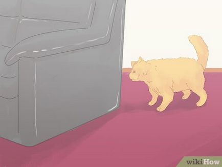 Как да се уверите, че вашата котка не е уринирал върху килима