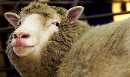 Както стриже овците автомобили и ножици, съвети, видео и коментари
