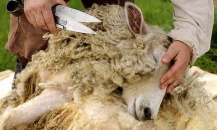 Както стриже овците автомобили и ножици, съвети, видео и коментари