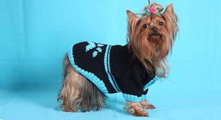 Как да плета пуловер за подробни инструкции на кучето, моите кучета