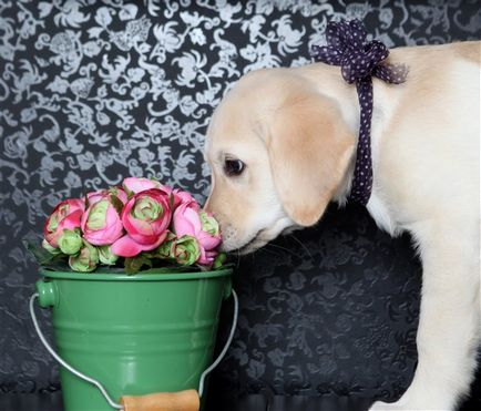 Как да се премахнат неприятна миризма куче в апартамент