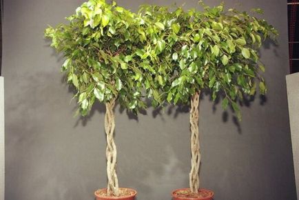Как да се грижите за Ficus benjamina дома, изберете целева