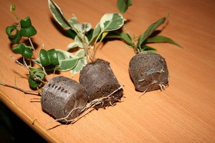 Как да се грижите за Ficus benjamina дома, изберете целева