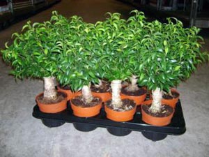 Как да се грижите за Ficus полива Засадете, оплоди