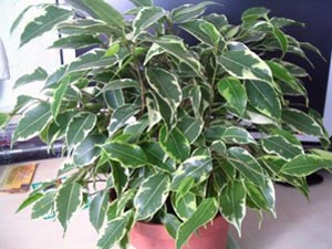 Как да се грижите за Ficus полива Засадете, оплоди