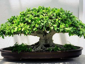 Как да се грижите за Ficus полива Засадете, оплоди