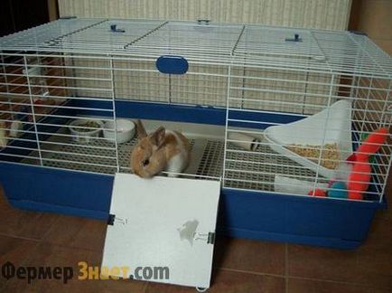 Как да се грижим за зайци в апартамента, грижи у дома