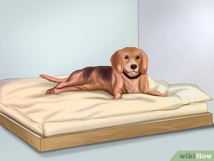Как да се грижи за кучета