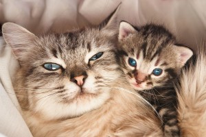 Как да разберете дали една котка е бременна, колко котка ходи бременна и как да се грижи за него през този период