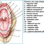 Как да се готви за мундщука правилния избор и всеки може да се носят