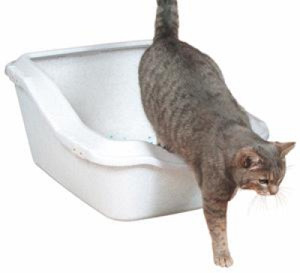 Как да изберем тоалетна за котки и пълнител, а след това страхотно!
