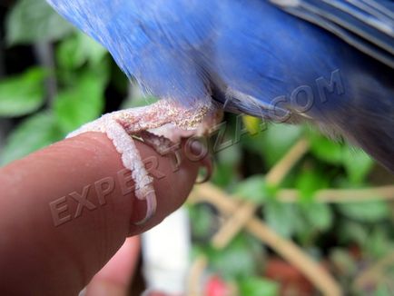 Как да се лекува с вълнисто папагалче на knemidokoptoza, expertoza