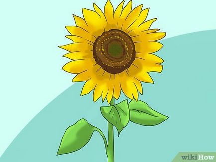 Как да растат слънчогледи