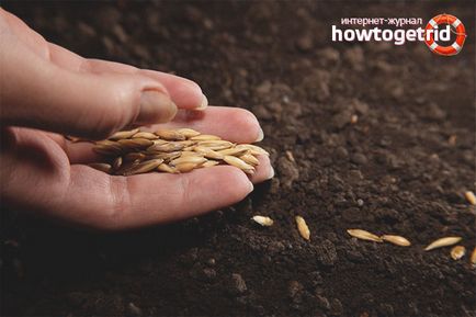 Как да расте разсад в торфените пелети