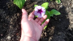 Как да расте ampelnye петуния, основните правила за засаждане и грижи за цветя