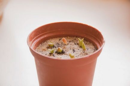 Как да растат кактуси от семена в света на кактуси