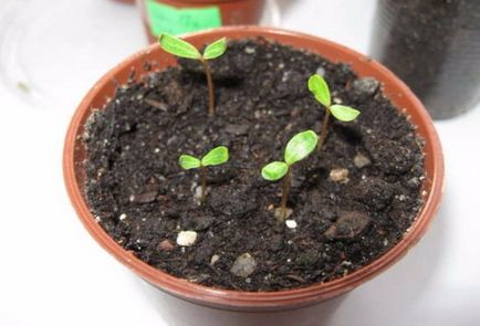 Как да расте и да се грижи catharanthus кацане на открито място
